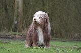 BEARDED COLLIE 307